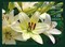 Expressions of Sympathy Assort - Assorted Sympathy Cards, Box of 24